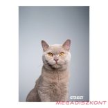 Füzet kockás STREET A/4 54 lapos Friends