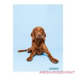 Füzet sima STREET A/4 54 lapos Friends