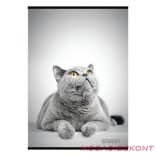 Füzet sima STREET A/4 54 lapos Friends