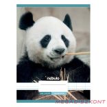 Füzet kockás NEBULO A/4 32 lapos 87-32 Állatok 12 darabos