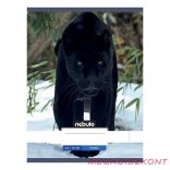 Füzet vonalas NEBULO A/4 32 lapos 81-32 Állatok 12 darabos